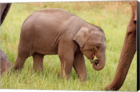 Framed Indian Elephant calf,Corbett National Park, India Print