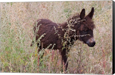 Framed Little Donkey, Leh, Ladakh, India Print