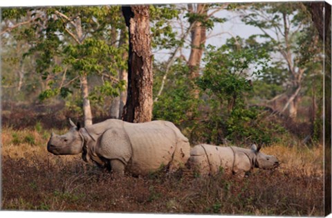 Framed One-horned Rhinoceros and young, Kaziranga National Park, India Print