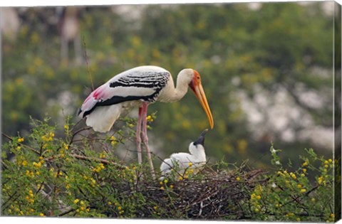 Framed Painted Stork birds, Keoladeo National Park, India Print