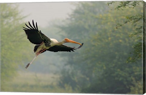 Framed Painted Stork in flight, Keoladeo National Park, India Print