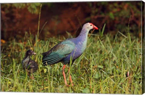 Framed Purple Moorhen and young birds, Keoladeo NP, India Print