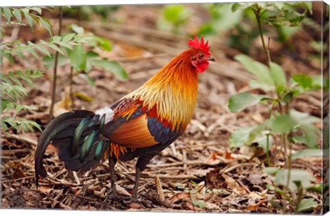 Framed Red Jungle Fowl, Corbett National Park, India Print