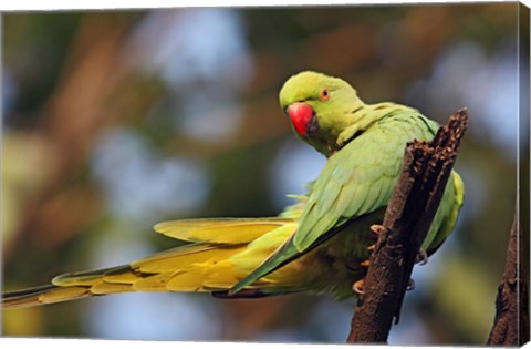 Framed Roseringed Parakeet tropical bird, Keoladeo NP, India Print