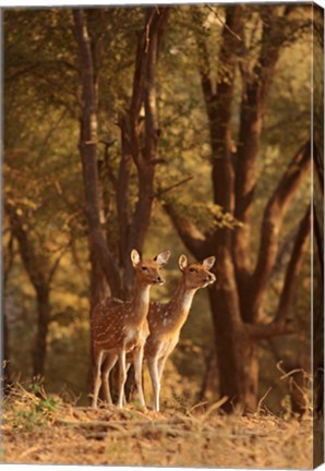 Framed Spotted Deers watching Tiger, Ranthambhor NP, India Print