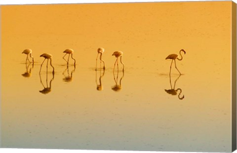 Framed Lesser Flamingos on the Lake, Udaipur, Rajasthan, India Print