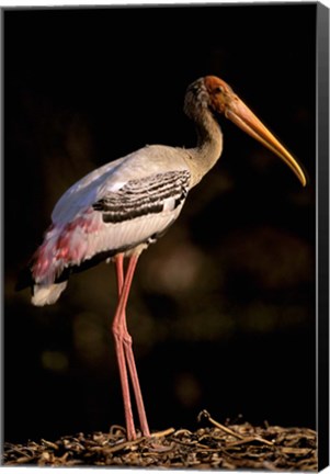 Framed Painted Stork, Bharatpur, Keoladeo National Park, Rajasthan, India Print