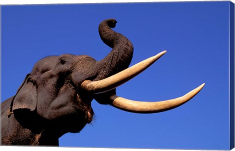 Framed Indian Elephant, Kaziranga National Park, Assam, India Print