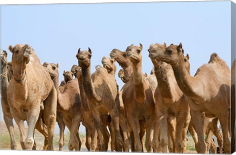 Framed Camels in the desert, Pushkar, Rajasthan, India Print