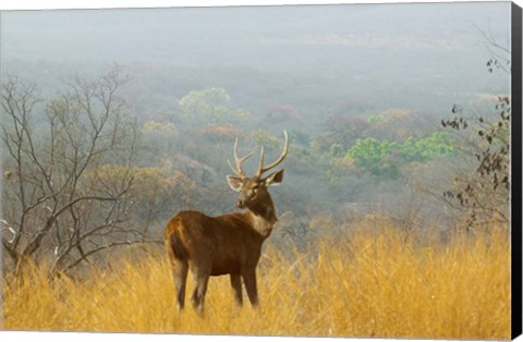 Framed Sambar Deer in Ranthambore National Park, Rajasthan, India Print