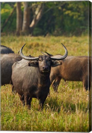 Framed Wild Buffalo in the grassland, Kaziranga National Park, India Print