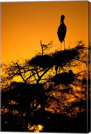 Framed Silhouette of Painted Stork, Keoladeo National Park, Rajasthan, India Print