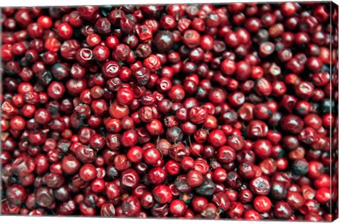 Framed Asia, India, Darjeeling. Red berries, Fresh Fruits Print