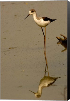 Framed Black-winged stilt bird, Keoladeo Ghana Sanctuary, INDIA Print