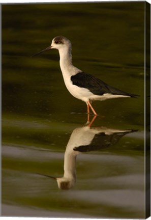Framed Black-winged stilt bird, INDIA Print