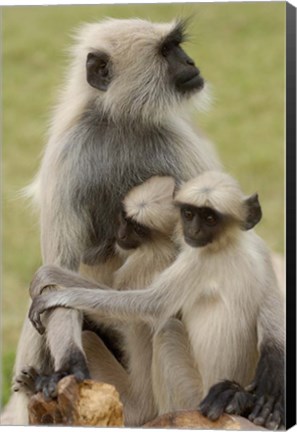 Framed Hanuman Langurs monkeys, Jodhpur, Rajasthan Print