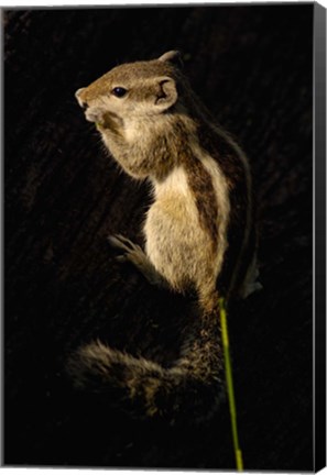 Framed Northern Palm Squirrel, Bharatpur NP, Rajasthan. INDIA Print