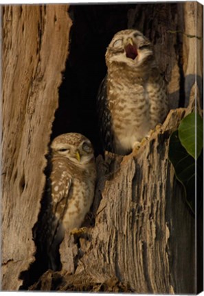 Framed Pair of Spotted Owls, Bharatpur NP, Rajasthan. INDIA Print