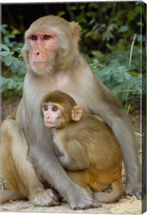 Framed Rhesus Macaque monkey with baby, Bharatpur National Park, Rajasthan INDIA Print