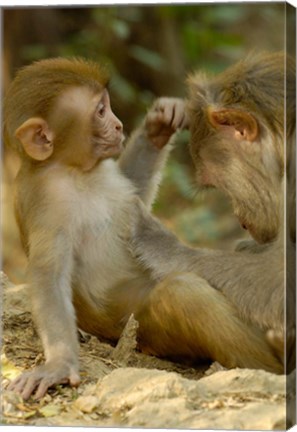 Framed Rhesus Macaque, Bharatpur National Park, Rajasthan INDIA Print