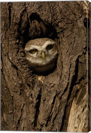 Framed Spotted Owlet bird in a tree, Bharatpur NP, Rajasthan. INDIA Print