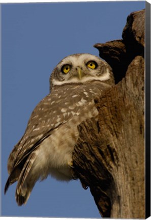 Framed Spotted Owlet bird, Bharatpur NP, Rajasthan. INDIA Print