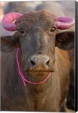 Framed Water buffalo, Diwali Hindu festival, Rajasthan, India Print