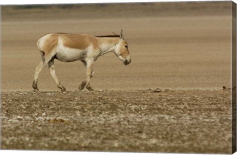 Framed Asiatic Wild Ass, Donkey, Gujarat, INDIA Print