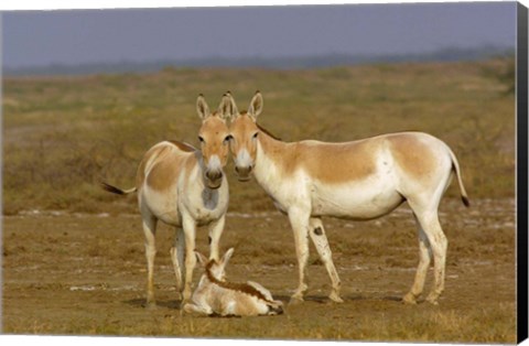 Framed Group of Asiatic Wild Ass,  Gujarat, INDIA Print