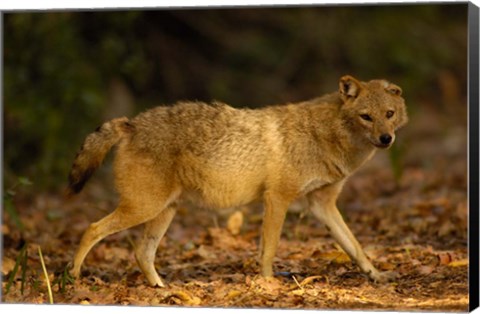 Framed Golden Jackal wildlife, Bharatpur NP, Rajasthan. INDIA Print