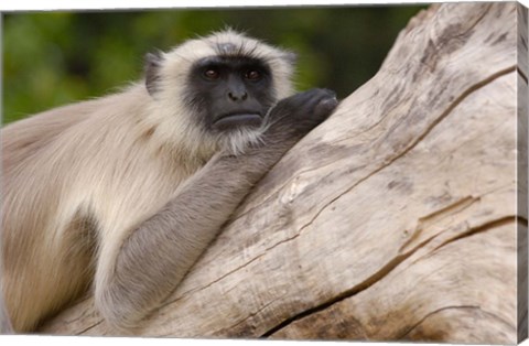 Framed Hanuman Langur monkey, Mandore, Rajasthan. INDIA Print