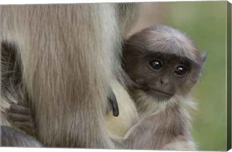 Framed Hanuman Langurs baby monkey, Mandore, Rajasthan. INDIA Print