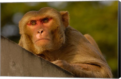 Framed Rhesus Macaque, Bird, Bharatpur. Rajasthan. INDIA Print