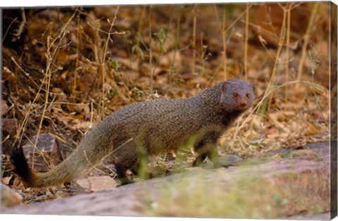 Framed Ruddy Mongoose, Ranthambhore NP, Rajasthan, INDIA Print