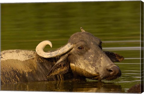 Framed Water buffalo, Wildlife, Bharatpur village, INDIA Print