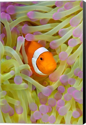 Framed Anemonefish in protective anemone, Raja Ampat, Papua, Indonesia Print