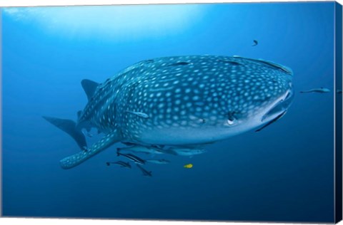 Framed Bay Whale shark and remoras Print