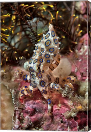 Framed Blue-ring octopus and coral, Raja Ampat, Papua, Indonesia Print