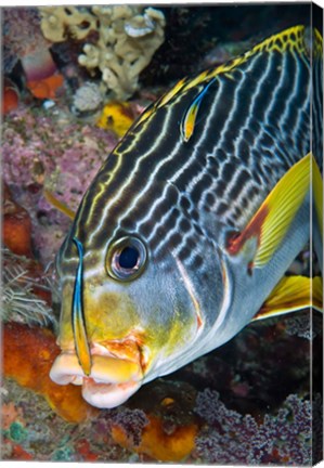 Framed Cleaner fish with sweetlip fish, Raja Ampat, Papua, Indonesia Print