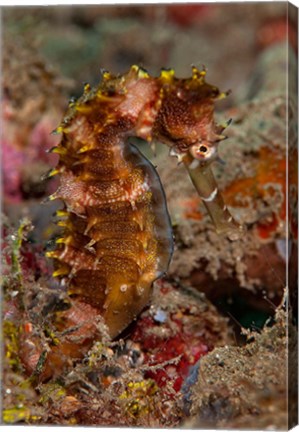 Framed Close-up of adult spiny seahorse Print