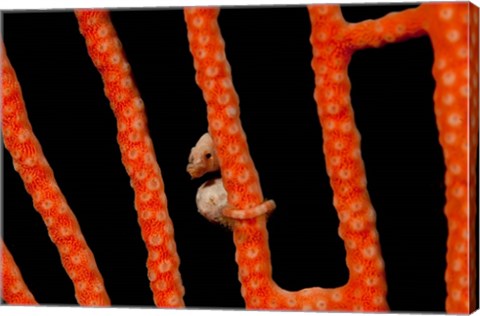 Framed Close-up of world&#39;s smallest seahorse, Raja Ampat, Papua, Indonesia Print