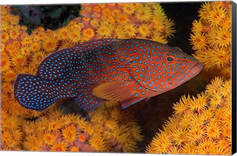 Framed Coral trout fish and coral, Raja Ampat, Papua, Indonesia Print