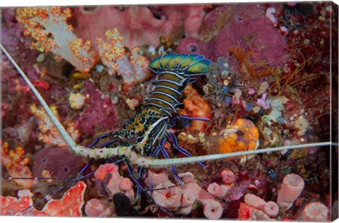 Framed Lobster and coral, Raja Ampat, Papua, Indonesia Print