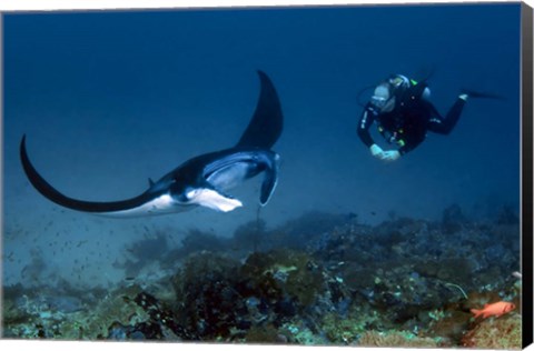 Framed Manta ray swims past scuba diver, Komodo NP, Indonesia Print