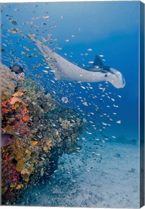 Framed Manta ray, fish and coral, Raja Ampat, Papua, Indonesia Print