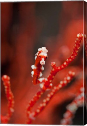 Framed Seahorse turns color of coral, Raja Ampat, Papua, Indonesia Print