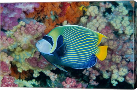 Framed Underwater scene of angelfish and coral, Raja Ampat, Papua, Indonesia Print