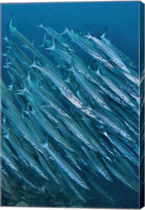 Framed Underwater scene of schooling barracuda, Raja Ampat, Papua, Indonesia Print