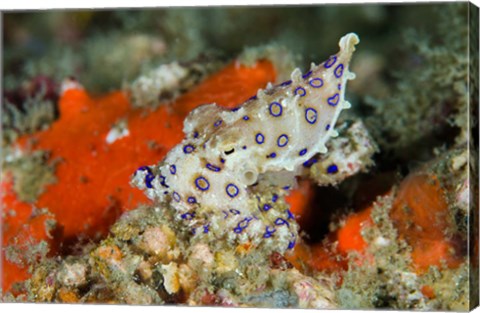 Framed Close-up of deadly blue-ringed octopus Print