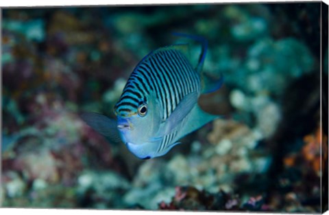 Framed Bay Close-up of angelfish Print